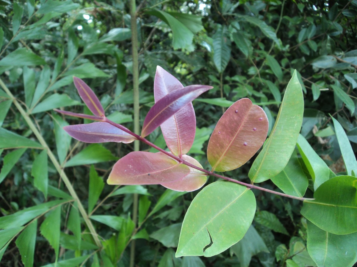 Syzygium caryophyllatum (L.) Alston